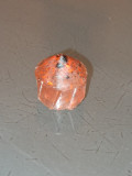 T4E RAM .50cal projektil