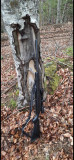 Bergara B14 Sporter