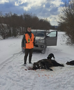 Vepar kapitalac, Šipovo