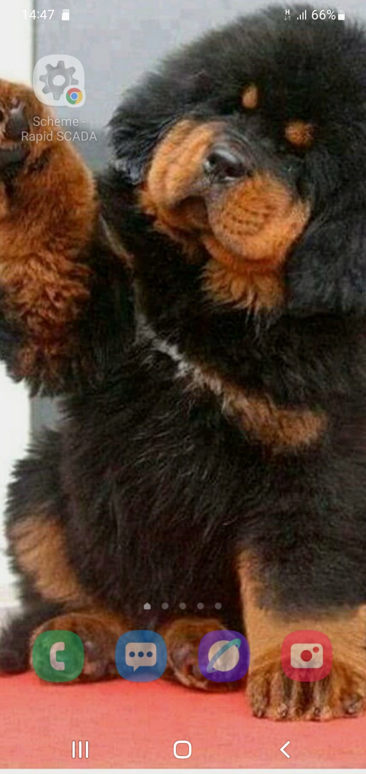 Slaviša Slijepčević